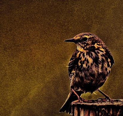 Fildestrassa's profile picture. Piulades desafinades sobre l'art de les marionetes