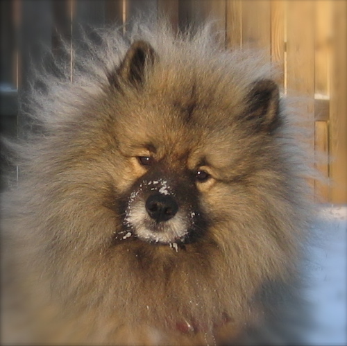 I'm not related to DON KING or ALBERT EINSTEIN!  I'm not  a GIANT pomeranian!  No treats!, no trick!  ♥ (^_^) ♥ I'm not fat....I'm fluffy!