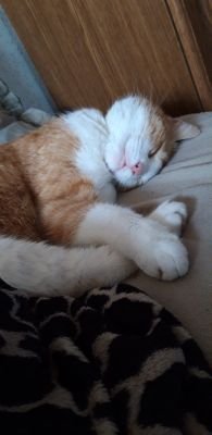 Dirleh1's profile picture. Glaubt niemanden, hinterfragt alles. Es gibt nur zwei Geschlechter. Nur noch AFD