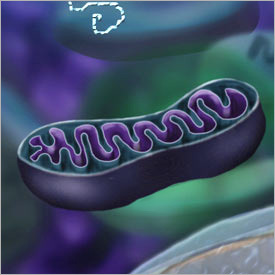 I'm a double membrane and I make ATP energy from cellular respiration. I pretty much fuel the work of life.