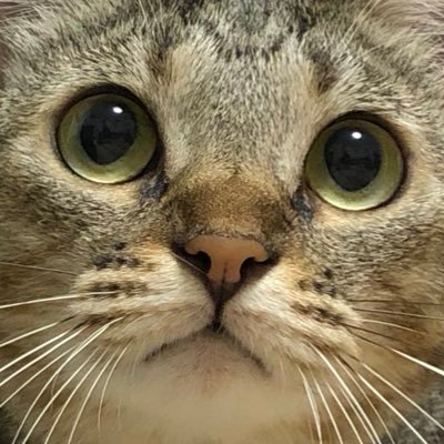 mugi_twt's profile picture. 2016.9頃生まれの保護猫と暮らしています。無言フォロー歓迎です。こちらも、猫かわいい！と思ったら即無言フォローしてますすみません…。