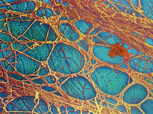 I am microfilaments and microtubules. I help maintain the shape of cells and keep them where they're supposed to be.