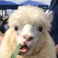 カピバラ (@kapi_paka618) 's Twitter Profile