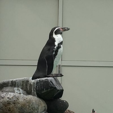 ペンギン科のピース@「一言がパンチきいたインテリおもしろマン」