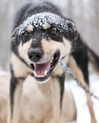 Awesome sled dogs and awesome adventures in Michigan's Upper Peninsula. Owners Ed and Tasha Stielstra.