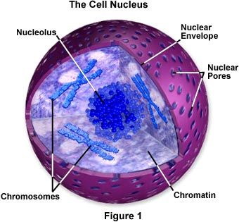 I am the control center of the cell. I protect the DNA (genetic information). I am composed of a nuclear membrane, chromosomes, DNA, nucleolus-ribosomes.