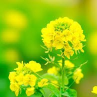 絢菜ママ (@mihaaya2) Twitter profile photo