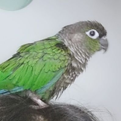 コザクラインコ21羽と2019年9月23日迷子ウロコインコつくちゃん(大阪府警遺失物登録済)と暮らしてます。ウロコの保護情報あれば教えてください。
つくちゃん早く帰ってきて。