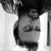 IVAN che (@cqasivan) Twitter profile photo IVAN che (@cqasivan) Twitter profile photo