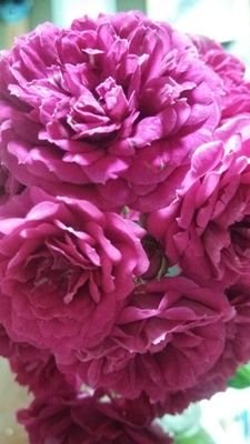 LoBLEC0uSRMePno's profile picture. よろしくお願いします