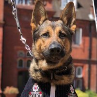 RPD Ivor (@rpdivor) 's Twitter Profile