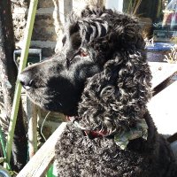 Basil's chief walker(@jill_murray27) 's Twitter Profile Photo