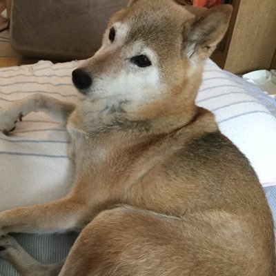 日本犬よもやま話 アルファ この広告を見る度に悲しい気持ちになる 豆柴より小って 犬はおもちゃじゃない それに常時100 頭以上出産なんて まるで工場だ