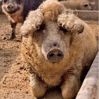 Brita Rosenheim (@baconista) 's Twitter Profile Photo