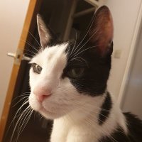 RA #StandWithIsrael (@bandyslake) 's Twitter Profile Photo