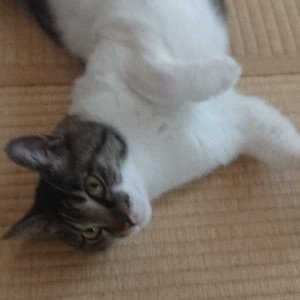 ModelshipFlag3's profile picture. 