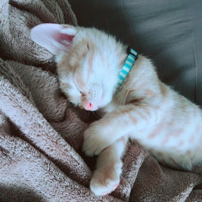 ぱんまにあ 女 生理って解釈してるツイートが多い中 ちょっと安心しました 私もどちらかというと男女の関係でない大切な人が女に見えた時の2人の醸し出す空気感だと思いたいです