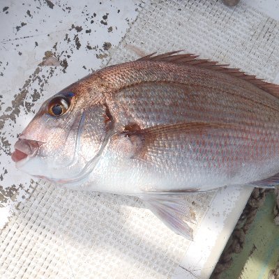 Fishingmv マダイ釣りは エサ釣りも面白いです ルアー釣りにない魅力があります ここでは コマセ真鯛釣りの仕掛けと 釣り方のコツについてご紹介しています マダイ コマセ釣り T Co 6clhu8qbk4