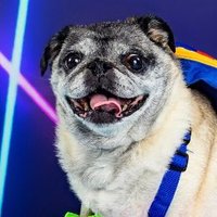 ArnoldPugg (@arnoldpugg) 's Twitter Profile