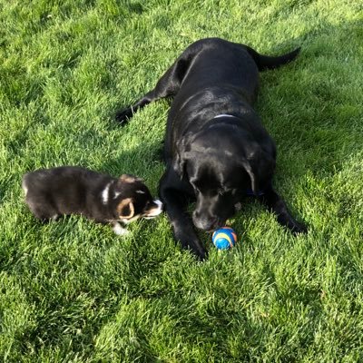 darylandwalter's profile picture. Daryl is a 3 1/2 year old black lab and Walter a corgi puppy. Daryl thinks Walter is a pest and doesn’t understand why we needed another dog.