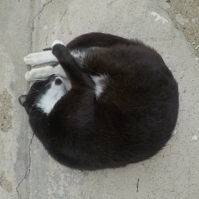 load_duo's profile picture. A Jaywalk enthusiast