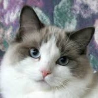 Monique De Bruyne (@bruynemonique) 's Twitter Profile