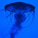 Eileen Cameron - @vrksa - Twitter