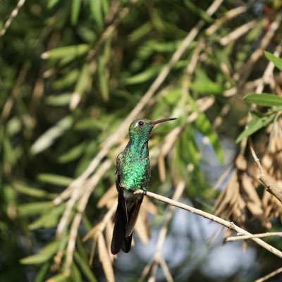 ROOST77631581's profile picture. 