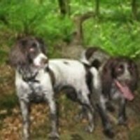 Jo Wormald (@madspaniels) 's Twitter Profile