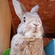 rescuemebunny Profile Picture