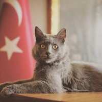 Makam Kedisi Sansar (@bodrumsansar) Twitter profile photo
