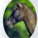 Amanda Postma - @horselovermanny - Twitter