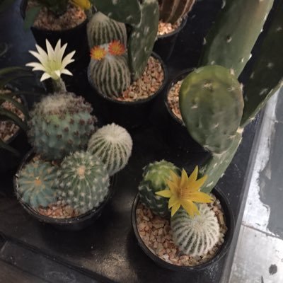 thanut36257194's profile picture. 