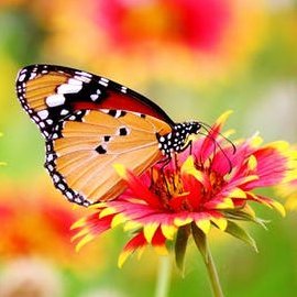 rokib98's profile picture. 