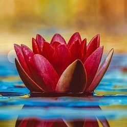 zarahasan18's profile picture. 