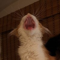 DasOif (@dasoif) 's Twitter Profile Photo DasOif (@dasoif) 's Twitter Profile Photo