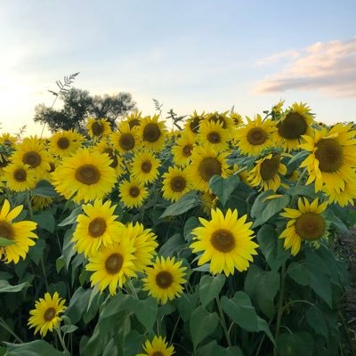 Ian_wy's profile picture. 