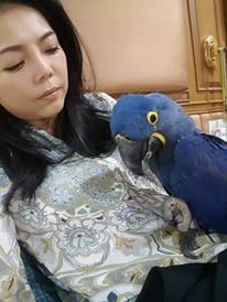 simple breeder and a very much pet lover and also a large variety of Parrots and Exotic birds including
African Greys, Macaws, Conures and Amazons
Cockatoos.