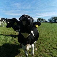 padraig cunnane (@cunnanepadraig) 's Twitter Profile Photo padraig cunnane (@cunnanepadraig) 's Twitter Profile Photo