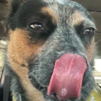 Shredneck (@shredneck1) 's Twitter Profile