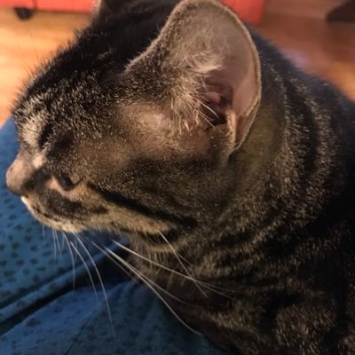 Muezza The Cat Muezzathe Twitter Muezza The Cat Muezzathe Twitter