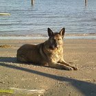 TLMDeaf's profile picture. Proud Deaf, Progressive Independent, American Woman 🧚🌺🌹🇺🇸🇺🇲