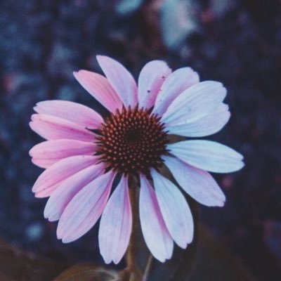 in_wf's profile picture. 