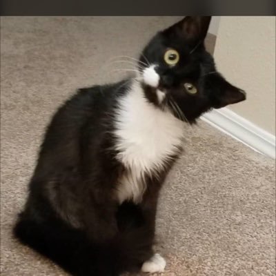 frazzicat's profile picture. Don’t think too hard. Impossible.