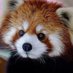 Daddy Panda (@redpanda817) Twitter profile photo Daddy Panda (@redpanda817) Twitter profile photo