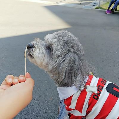 トイプードル「ひな」(12歳)を愛でる、湘南人。好きなもの:将棋、ひなとお出かけ、ビール、sard underground 、カラオケ、ドライブなど