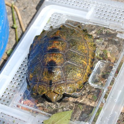 特撮、ゴジラ、怪獣、生物、妖怪。建設技術士（環境部門）。ビオトープ計画管理士。
怪獣小説　巨獣黙示録Ｇ：https://t.co/NbRJMt8zy7
エッセイ　お散歩ゴミ拾い：https://t.co/w31sksRXPG