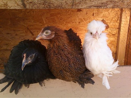 We are the chickies! We like to peck & scratch & eat. These are our tweets!