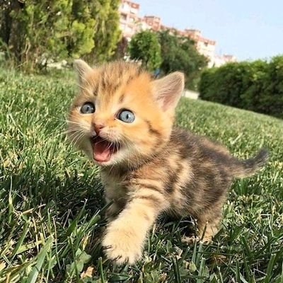 daywalker3940's profile picture. My name is Natalie.  I grew up in a small town and now live in a fair-sized city.