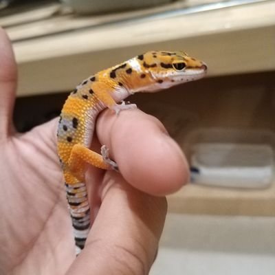 kiwarithegecko's profile picture. woi!